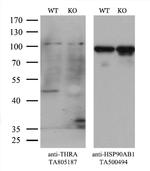 THRA Antibody in Western Blot (WB)