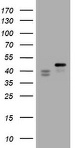 TIA1 Antibody in Western Blot (WB)