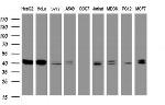 TIA1 Antibody in Western Blot (WB)