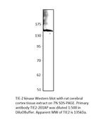 TIE2 Polyclonal Antibody