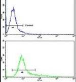 KLF11 Antibody in Flow Cytometry (Flow)