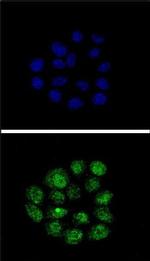 KLF11 Antibody in Immunocytochemistry (ICC/IF)