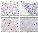 TIP60 Monoclonal Antibody (3F9)