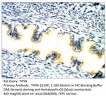 TIPIN Polyclonal Antibody