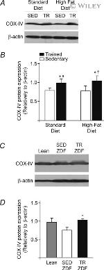 OxPhos Complex IV subunit IV Antibody in Western Blot (WB)