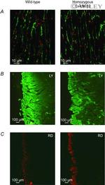 Connexin 43 Antibody in Immunohistochemistry (IHC)