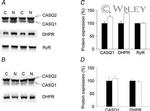 RyR1 Antibody in Western Blot (WB)