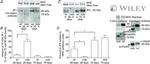 JPH2 Antibody in Western Blot (WB)