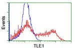 TLE1 Antibody in Flow Cytometry (Flow)