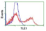 TLE1 Antibody in Flow Cytometry (Flow)