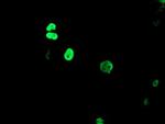 TLE1 Antibody in Immunocytochemistry (ICC/IF)