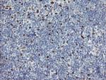 TLE1 Antibody in Immunohistochemistry (Paraffin) (IHC (P))