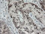 TLE1 Antibody in Immunohistochemistry (Paraffin) (IHC (P))