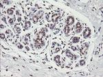 TLE1 Antibody in Immunohistochemistry (Paraffin) (IHC (P))