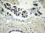 TLE1 Antibody in Immunohistochemistry (Paraffin) (IHC (P))