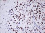 TLE1 Antibody in Immunohistochemistry (Paraffin) (IHC (P))