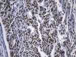 TLE1 Antibody in Immunohistochemistry (Paraffin) (IHC (P))