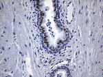 TLE1 Antibody in Immunohistochemistry (Paraffin) (IHC (P))