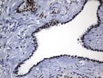 TLE1 Antibody in Immunohistochemistry (Paraffin) (IHC (P))
