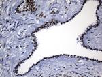 TLE1 Antibody in Immunohistochemistry (Paraffin) (IHC (P))