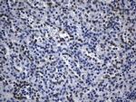 TLE1 Antibody in Immunohistochemistry (Paraffin) (IHC (P))