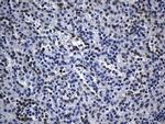 TLE1 Antibody in Immunohistochemistry (Paraffin) (IHC (P))