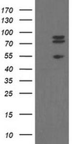 TLE1 Antibody in Western Blot (WB)