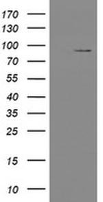 TLE1 Antibody in Western Blot (WB)