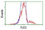 TLE2 Antibody in Flow Cytometry (Flow)