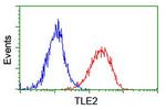 TLE2 Antibody in Flow Cytometry (Flow)