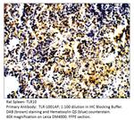 TLR10 Polyclonal Antibody