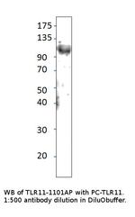 TLR11 Polyclonal Antibody
