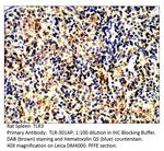 TLR3 Polyclonal Antibody