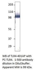 TLR4 Polyclonal Antibody