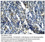 TLR6 Polyclonal Antibody