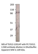 TLR12 Polyclonal Antibody