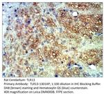 TLR13 Polyclonal Antibody