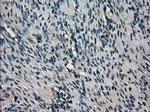 TMEM100 Antibody in Immunohistochemistry (Paraffin) (IHC (P))