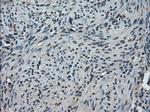 TMEM100 Antibody in Immunohistochemistry (Paraffin) (IHC (P))