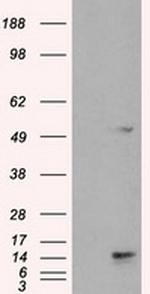 TMEM100 Antibody in Western Blot (WB)