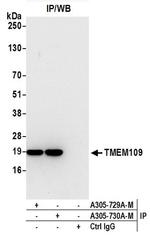 TMEM109 Antibody in Western Blot (WB)