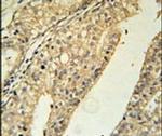 TMEM134 Antibody in Immunohistochemistry (IHC)