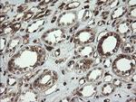 TMEM173 Antibody in Immunohistochemistry (Paraffin) (IHC (P))