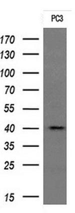 TMEM173 Antibody in Western Blot (WB)