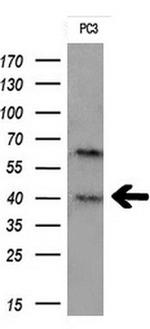 TMEM173 Antibody in Western Blot (WB)