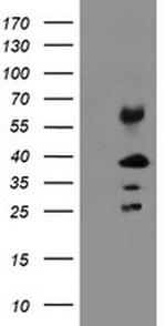 TMEM173 Antibody in Western Blot (WB)