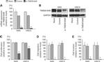 TMEM184B Antibody in Western Blot (WB)