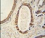 TMEM214 Antibody in Immunohistochemistry (IHC)