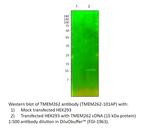 TMEM262 Polyclonal Antibody