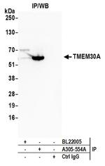 TMEM30A Antibody in Western Blot (WB)